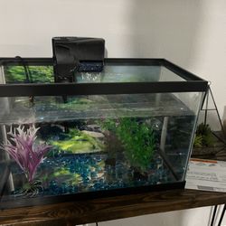 Small Fish Tank 