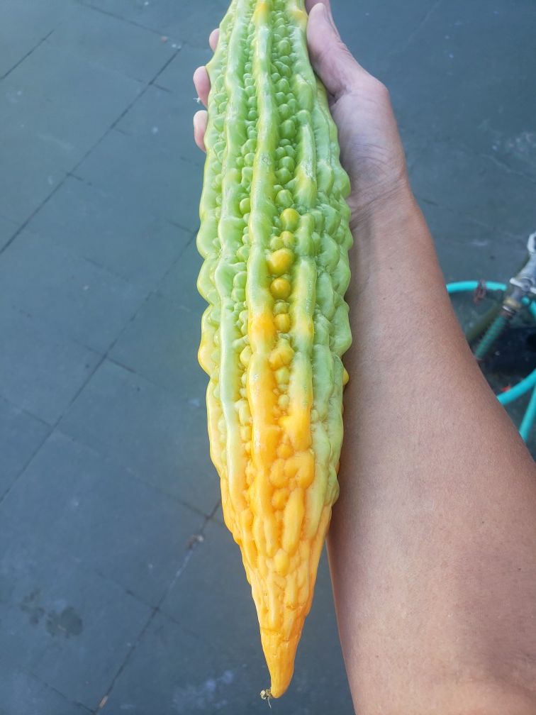 Bitter melon seeds 2020