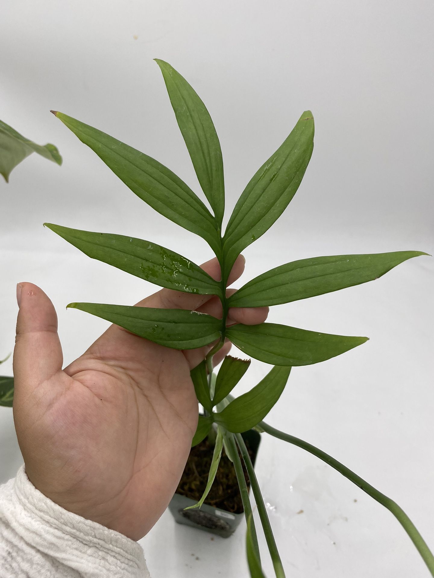 philodendron tortum variegated Buy Philodendron Florida Beauty x Tortum 