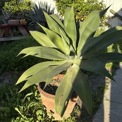 Foxtail Agave in pot