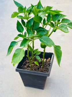 Pepper 🫑 plants 🪴