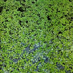 Salvia Minima Floating Aquarium Plant