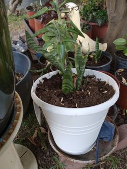 Snake Plant in Pot