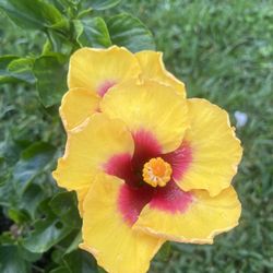 HIBISCUS (10” Pot Size) Attractive Flower, Bold & Beautiful 