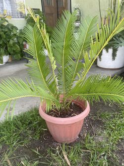 Sago palm tree