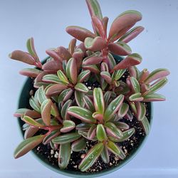 Peperomia Graveolens