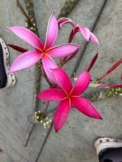 Cutting plumeria
