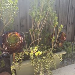 Succulents (planted or clippings) and Larger Plants for sale 