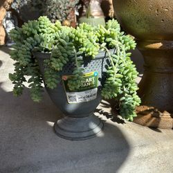 Donkey Tail Plant Pot 