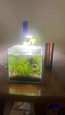 5 gallon planted