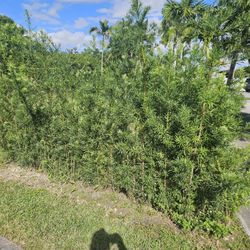 podocarpus  Instant Privacy Hedge For Fence Green Full Ready for planting