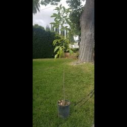 Sapota Fruit Tree 6 Ft Tall
