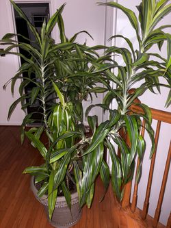 Large Dracaena Indoor House Plant