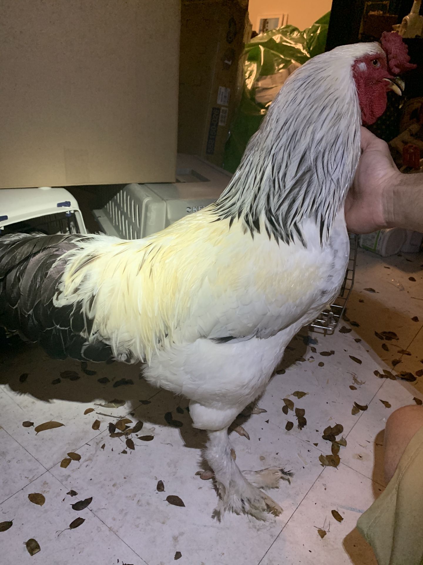 Light Brahma CHICKS