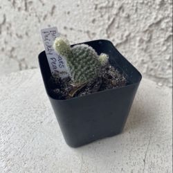 2 Inch Cactus Pot - Opuntia Microdasys - Bunny Ears Prickly Pear - Rooted & Established Drought Resistant -🪴Baby Shower or Wedding Favors 