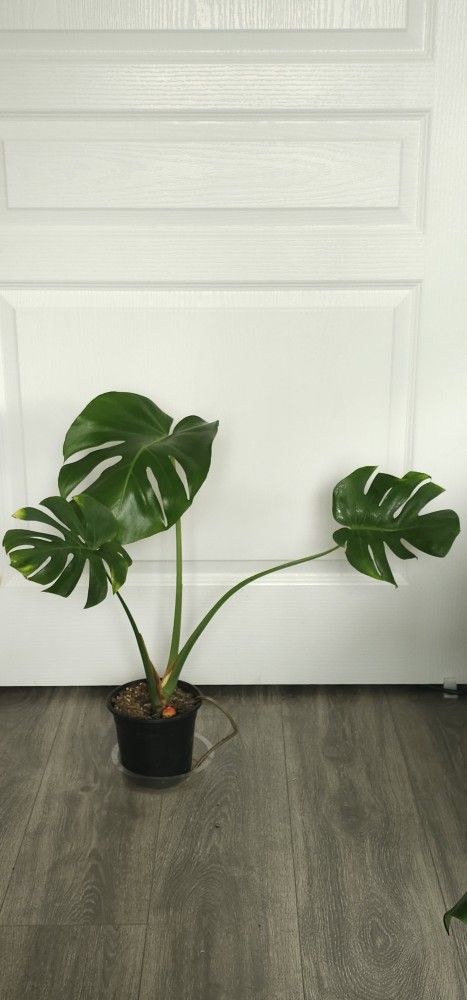 Monstera $35