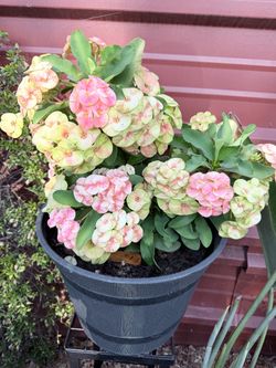 Euphorbia Milii Crown of Thorns Potted Plant