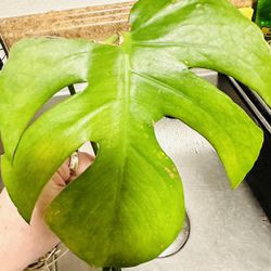 philodendron bob cee variegated Philodendron Bob Cee 6