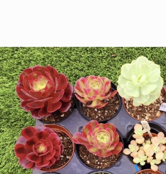 ANEONIUM AND SUCCULENT SALE TODAY  IN SAN LORENZO. DM FOR ADDRESS