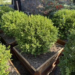 Boxwood Globes