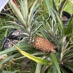 Pineapple Plants 