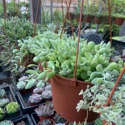 Hanging Succulent Baskets- 6 Inch