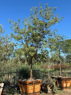 Tabebuia pink trumpet tree 36” box