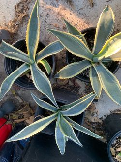 Agave Plants!