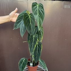 6” Philodendron Melano Big Leaves 30” Tall