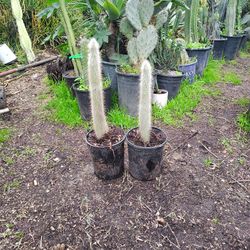 Silver Torch Cactus Plant