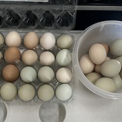 Chicken Eggs
