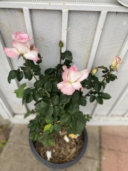 Rose Bush Plant, In 5 Gallons Pot Pick Up Only