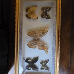 Framed Butterflies & Moth