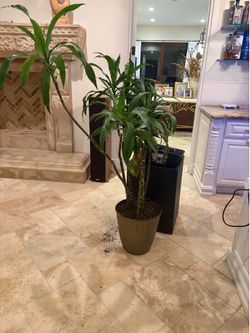 Live indoor plant three of them