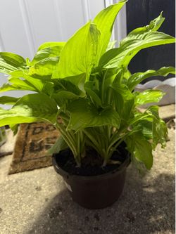 Hostas plant