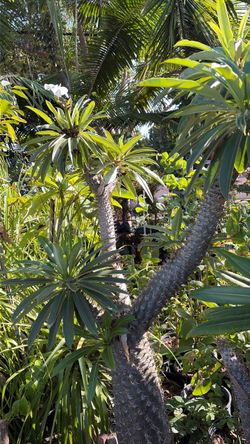 Madascar palm