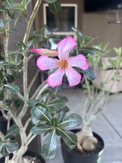 Desert Rose Exotic Plants For Sale. Rosa’s Del Desierto