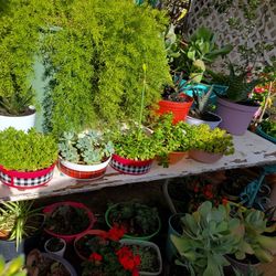 Succulents 