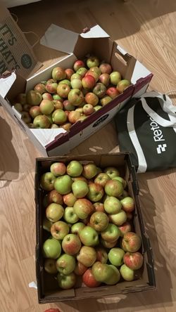 Home grown organic apples