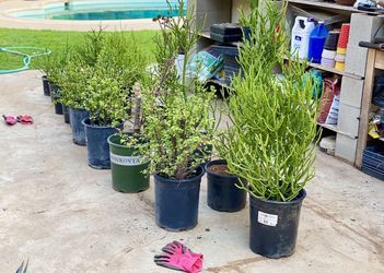 TAKE ALL - 15 PLANTS LARGE 8x Elephant Food Jade Money Tree 7x Firestick Green Pencil Cactus Trees SucculentS Drought Tolerant Plants For Garden Lands