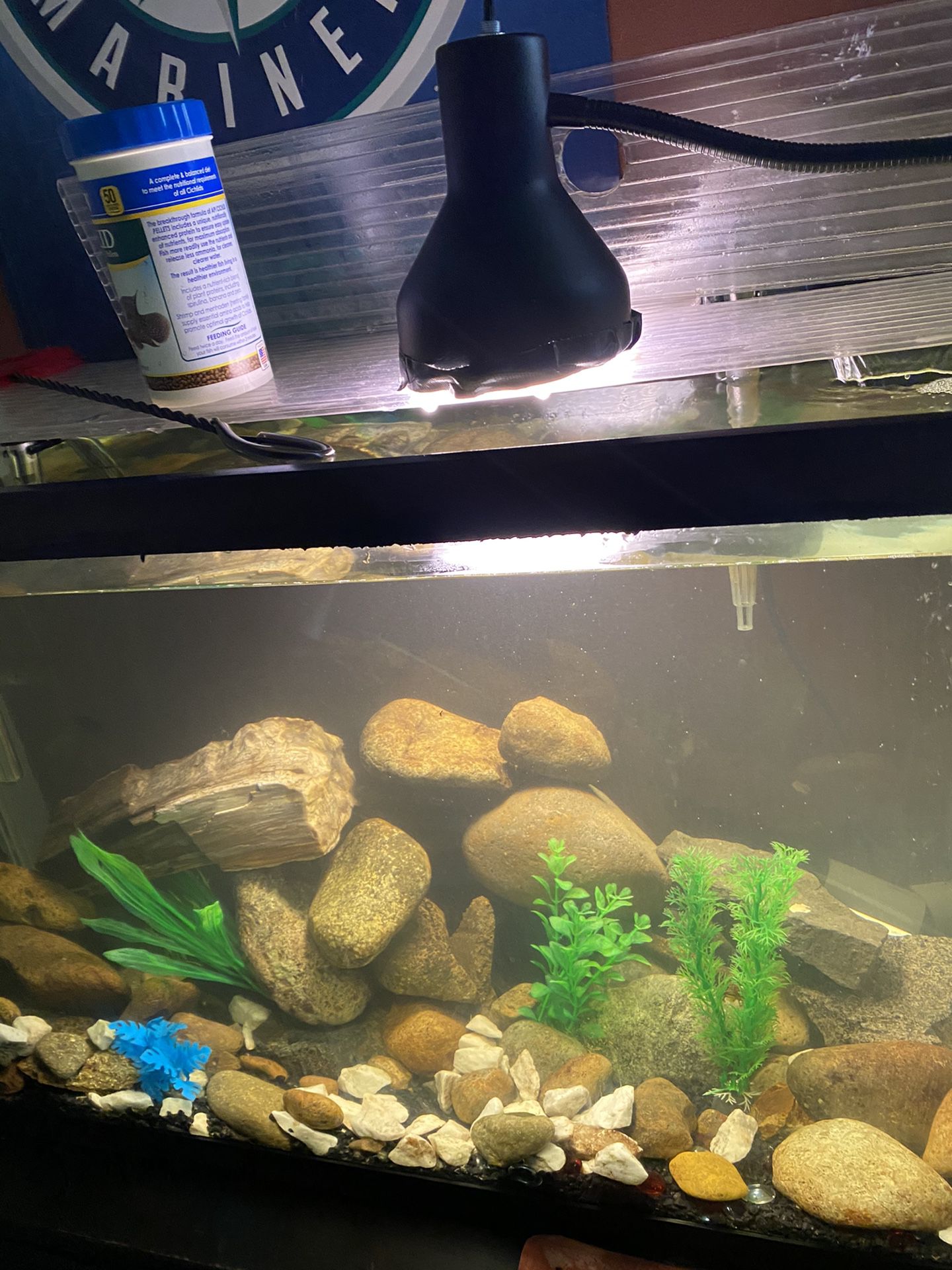 30gallin aqauirium with 4 fish 2 convict cichlids that have fry and a plecostemus. Comes with flu all 50 gallon filter and heater all worth 200 selli
