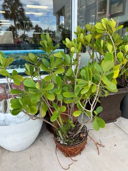 45” Clusia plant Live