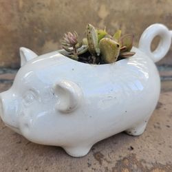 Potted Pig Planter of SUCCULENTS