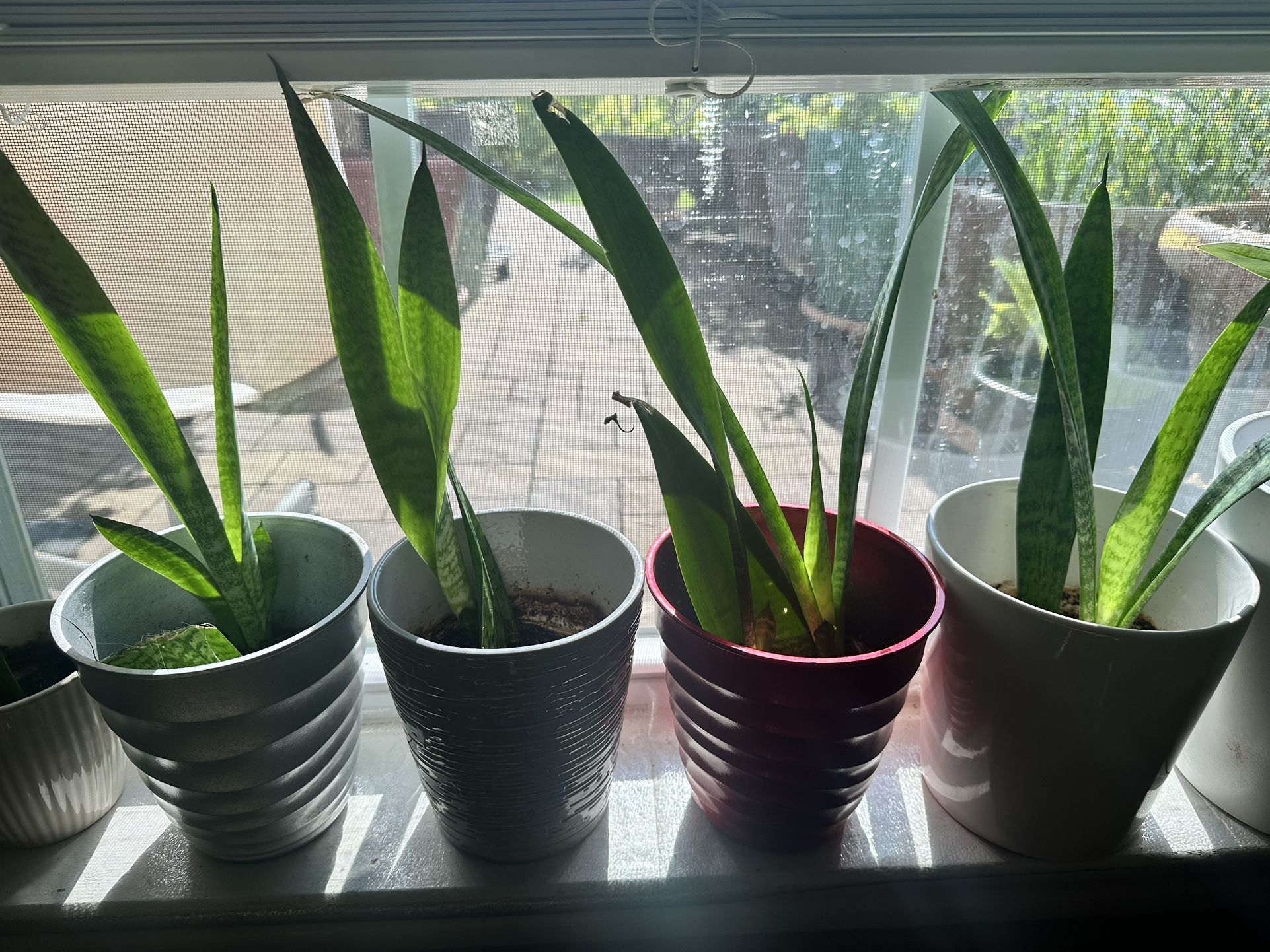Potted Snake π Plants πͺ΄