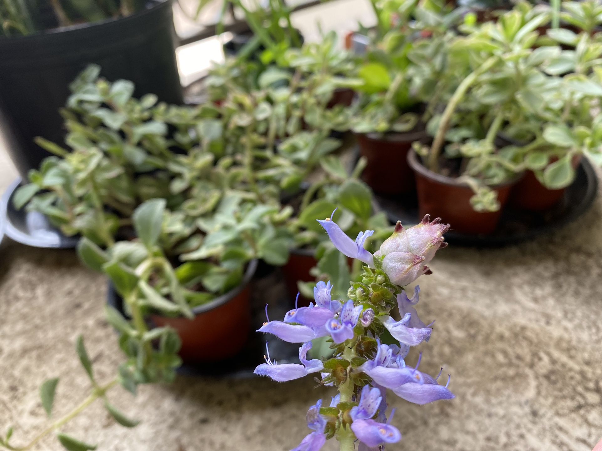 Lobster flower plant, blue flowers 