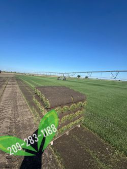 Best QUALITY Sod