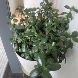 Jade Plant! 