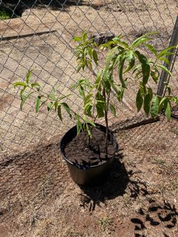 Red peach tree