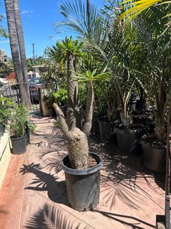 Madgascar palm tree