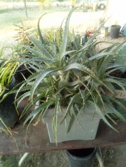 Large Aloe Vera Cluster in Decorative Planter – ¡Gran Grupo de Aloe Vera en Maceta Decorativa
